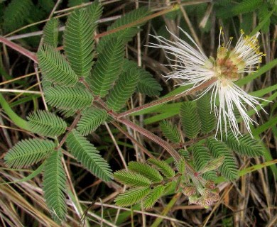 Desmanthus velutinus