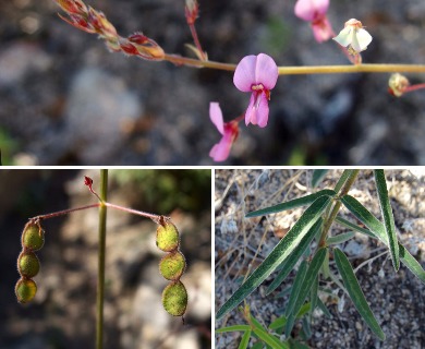 Desmodium arizonicum