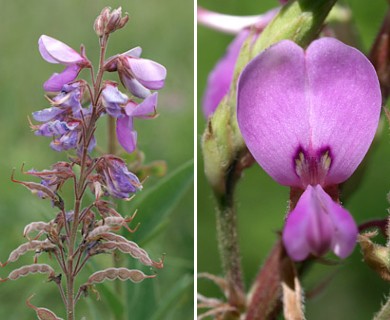 Desmodium canadense