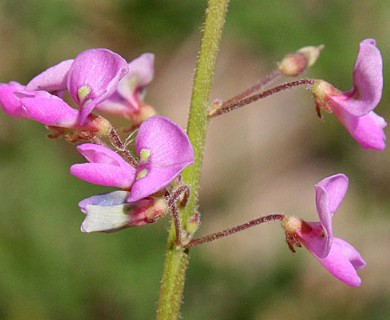 Desmodium ciliare