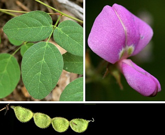 Desmodium grahamii