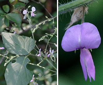 Desmodium laevigatum