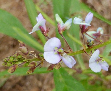 Desmodium lineatum