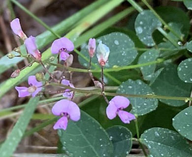 Desmodium marilandicum