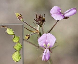 Desmodium neomexicanum