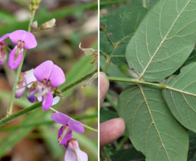 Desmodium nuttallii