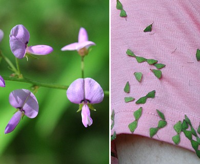 Desmodium paniculatum