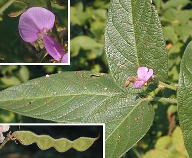 Desmodium perplexum