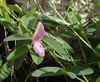 Desmodium procumbens