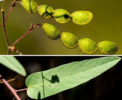 Desmodium psilophyllum