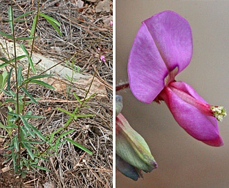 Desmodium rosei