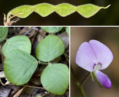 Desmodium rotundifolium