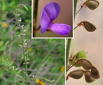 Desmodium sessilifolium