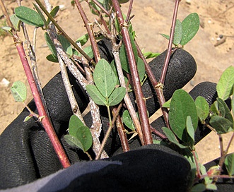 Desmodium tortuosum