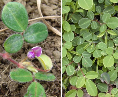 Desmodium triflorum