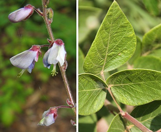 Desmodium viridiflorum