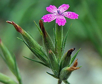 Dianthus armeria