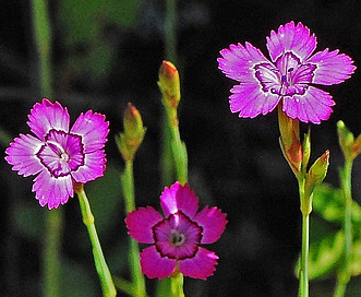 Dianthus deltoides