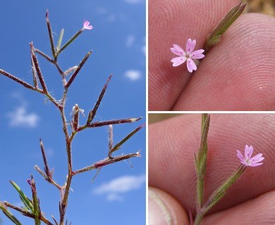 Dianthus nudiflorus