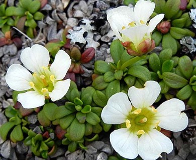 Diapensia obovata