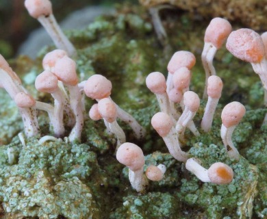 Dibaeis baeomyces