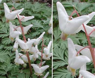 Dicentra cucullaria