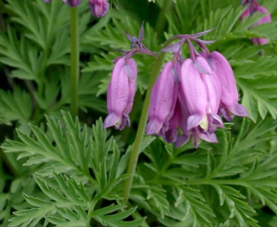 Dicentra formosa