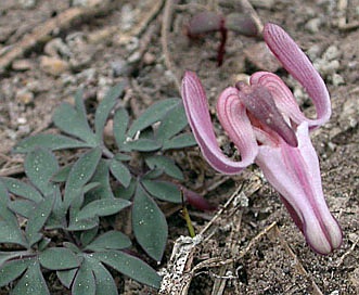 Dicentra uniflora