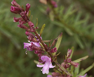 Dicerandra immaculata