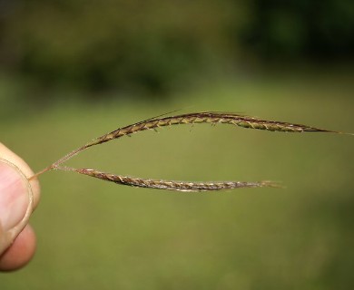 Dichanthium aristatum