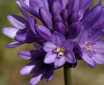 Dichelostemma congestum