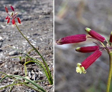 Dichelostemma ida-maia