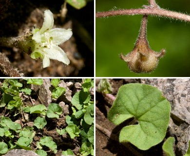 Dichondra brachypoda