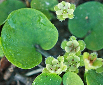 Dichondra carolinensis