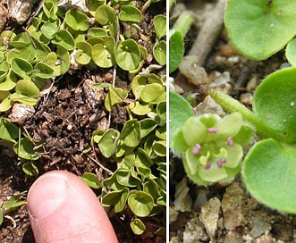 Dichondra donelliana