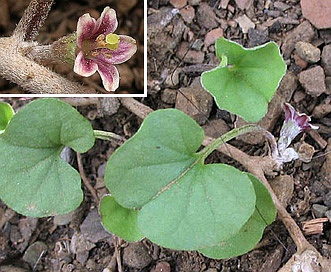 Dichondra occidentalis