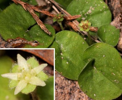 Dichondra sericea