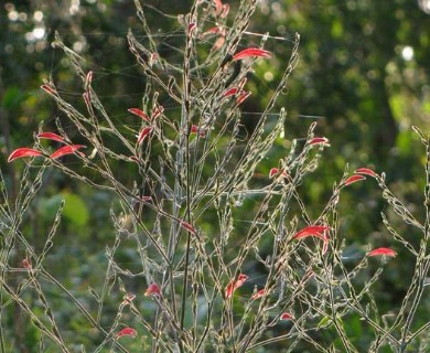 Dicliptera sexangularis