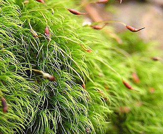 Dicranella heteromalla