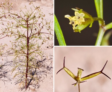 Dicranocarpus parviflorus