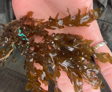 Dictyopteris undulata