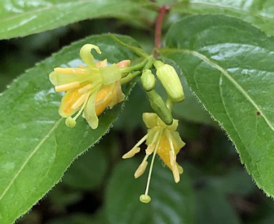 Diervilla lonicera