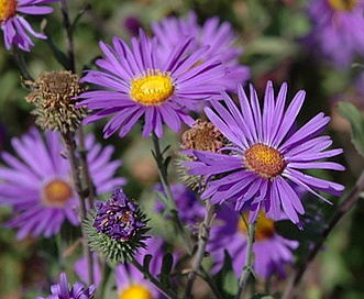 Dieteria asteroides