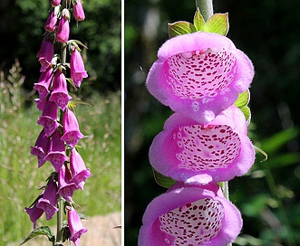 Digitalis purpurea