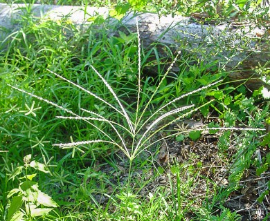 Digitaria bicornis