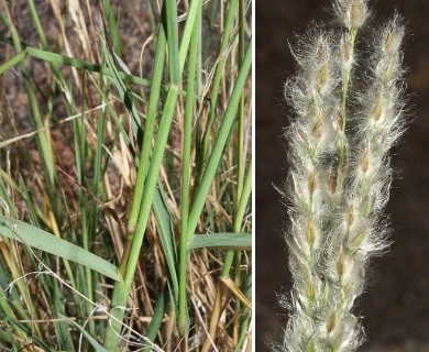 Digitaria californica