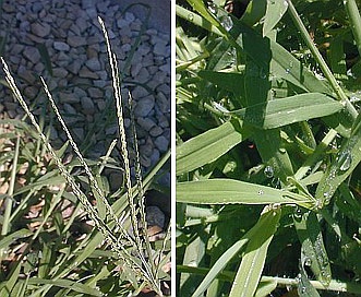 Digitaria sanguinalis