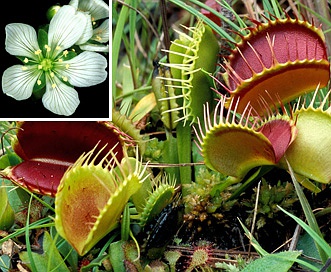 Dionaea muscipula