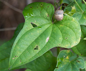 Dioscorea polystachya