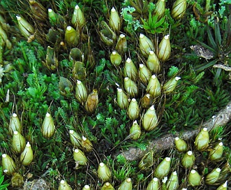 Diphyscium foliosum